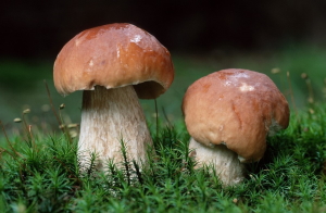 Popular Russian mushrooms 1