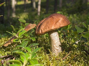 Popular Russian mushrooms 2