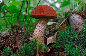 Popular Russian mushrooms