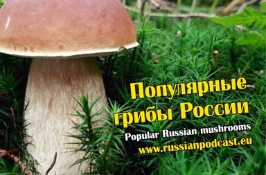 Popular Russian mushrooms