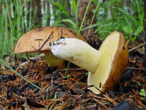 Какие самые распространённые грибы