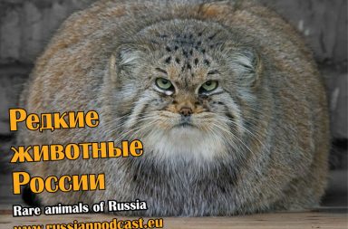 Rare Russian animals