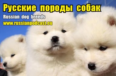 Russian dog breeds
