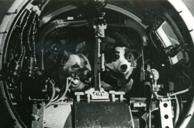 Soviet dogs in space