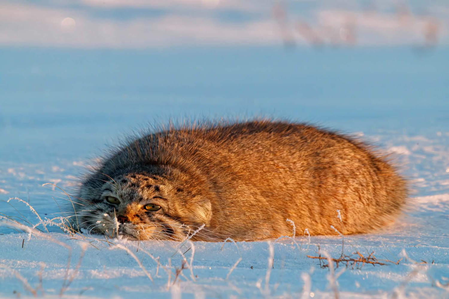 Manul Christiana Gedeniy Photo